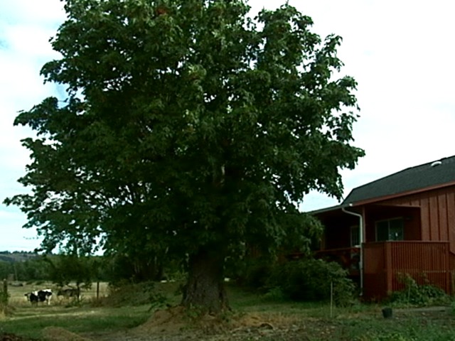 Joaquin Miller pics.115